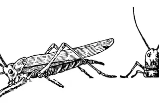 A alimentação do futuro vai parecer-se com a da ficção científica?