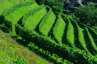 Vinhos verdes prometem contra-atacar primeira queda nas exportações desde 2004