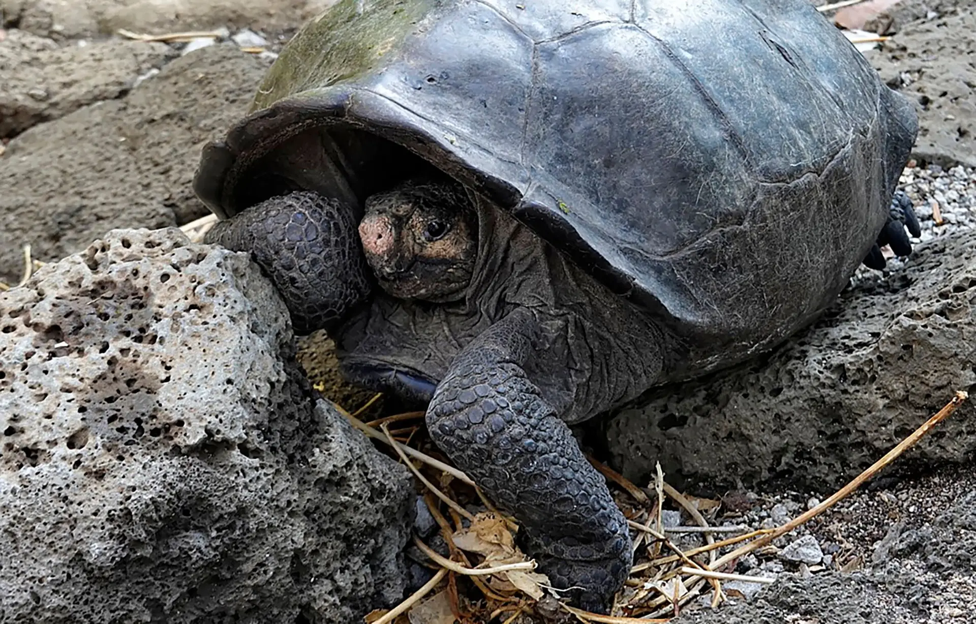 Descoberta tartaruga gigante nos Galápagos que se acreditava estar extinta há um século