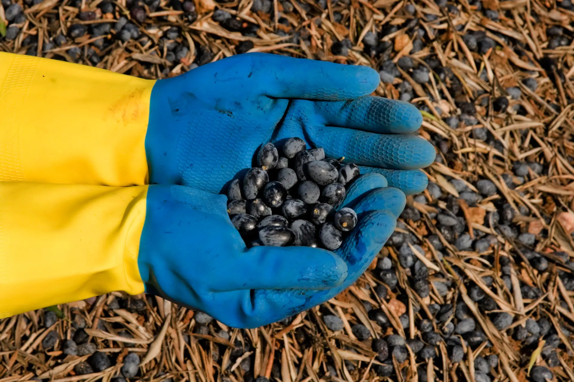 Portugal vai sofrer quebra superior a 60% na produção de azeite