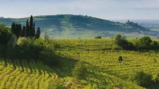 Verona tem 15 DOP e 28 mil hectares de vinha