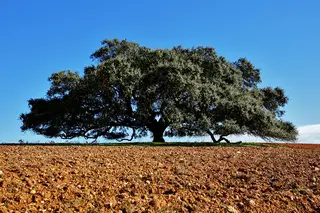Depois de um Sobreiro Assobiador, uma azinheira secular do Monte Barbeiro: a corrida à árvore europeia do ano