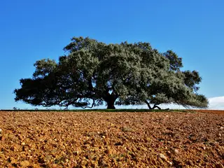 Depois de um Sobreiro Assobiador, uma azinheira secular do Monte Barbeiro: a corrida à árvore europeia do ano