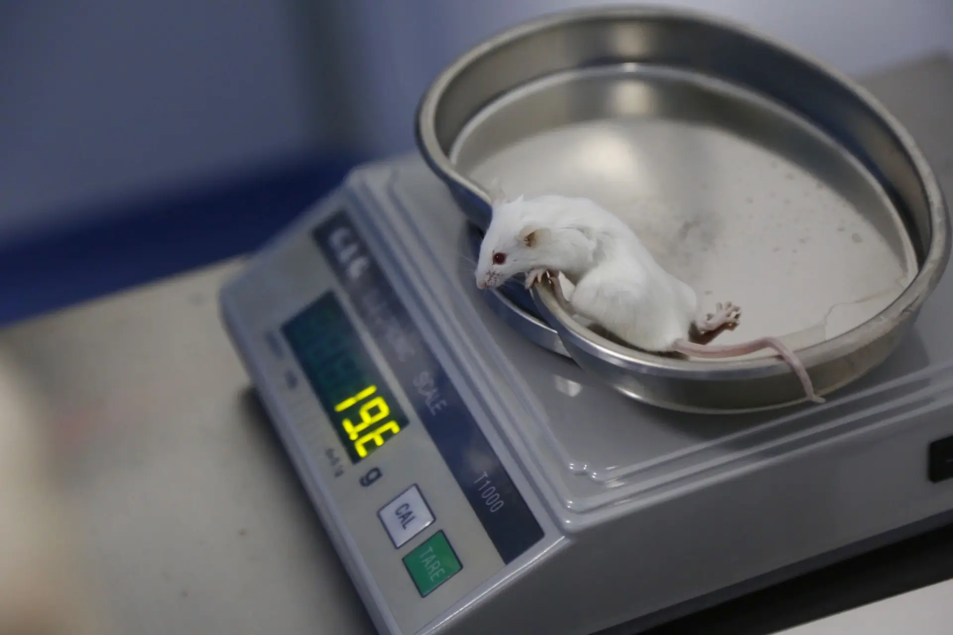 Resposta imunitária a uma infecção nos intestinos pode ser mais rápida com mais açúcar