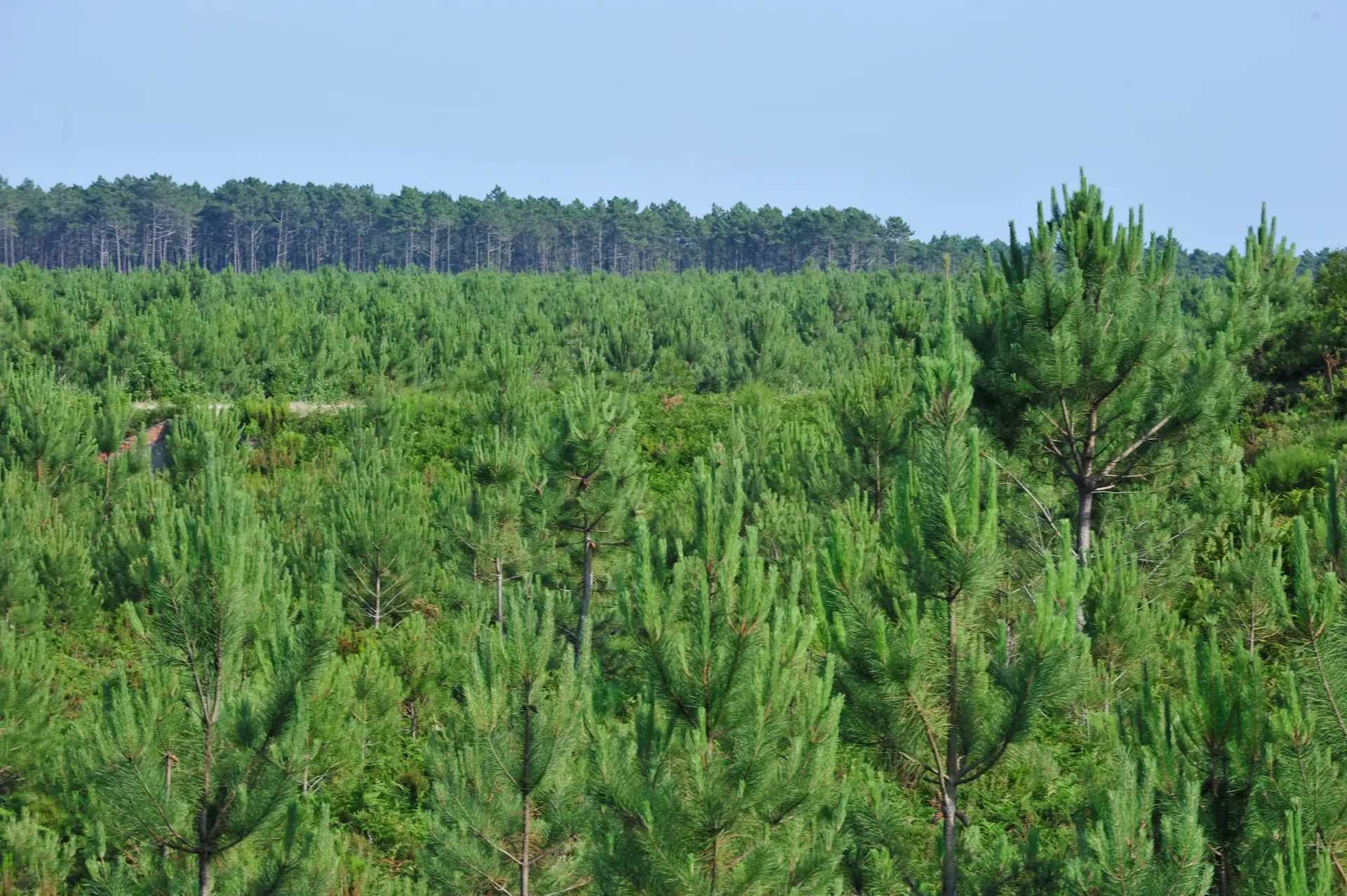 GNR multou Instituto de Conservação da Natureza por falta de limpeza da Mata de Leiria