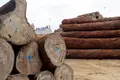 Portugal acusado de ser porta de entrada para comércio ilegal de madeira