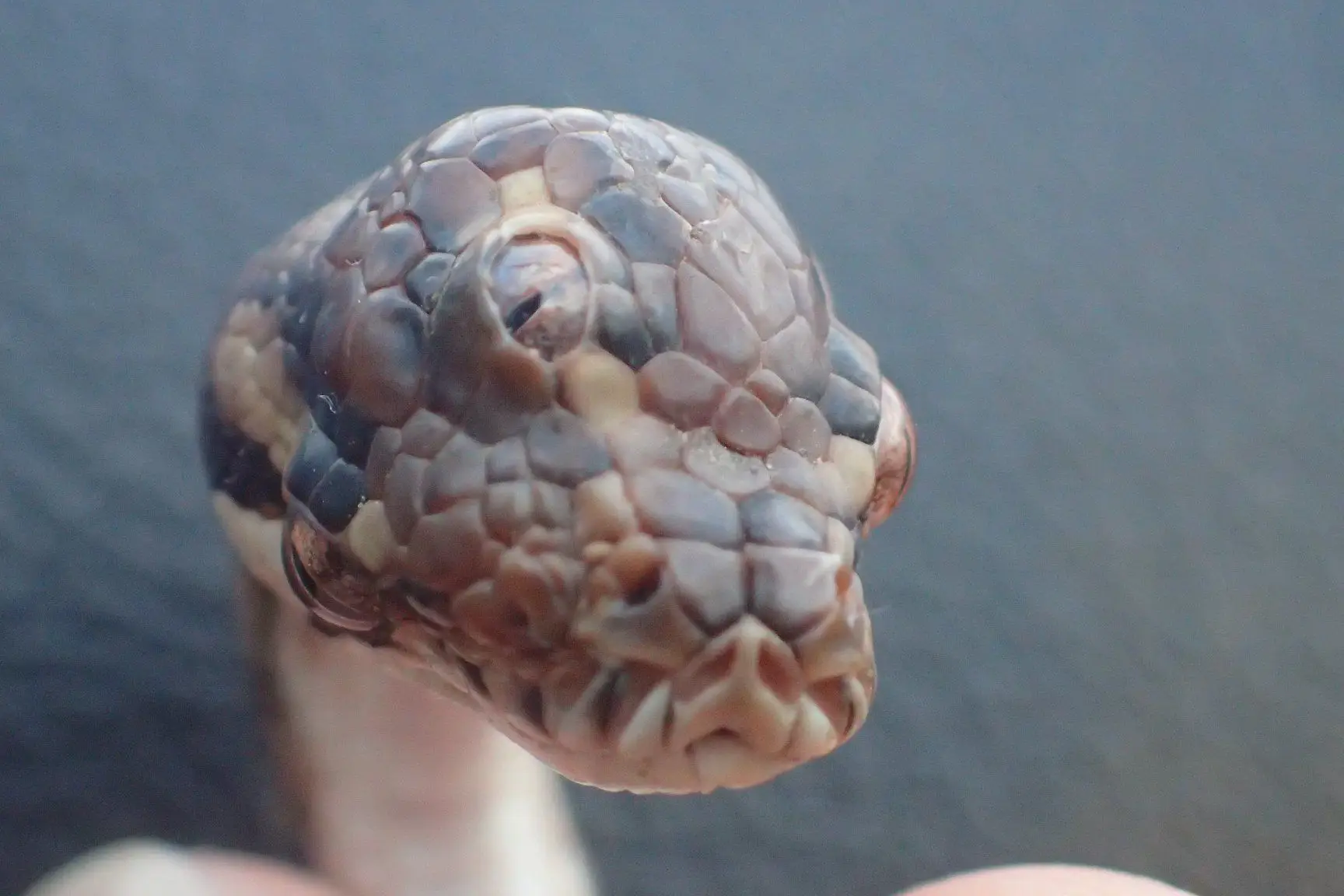 Descoberta cobra na Austrália com três olhos funcionais