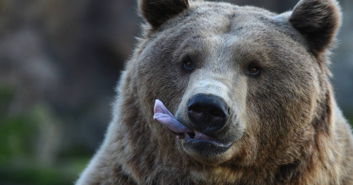 Eslováquia diz que UE apoiou abate de ursos em troca de voto favorável à Lei do Restauro da Natureza