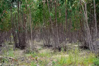 É preciso recuar a 2014 para encontrar um ano com tão poucos incêndios