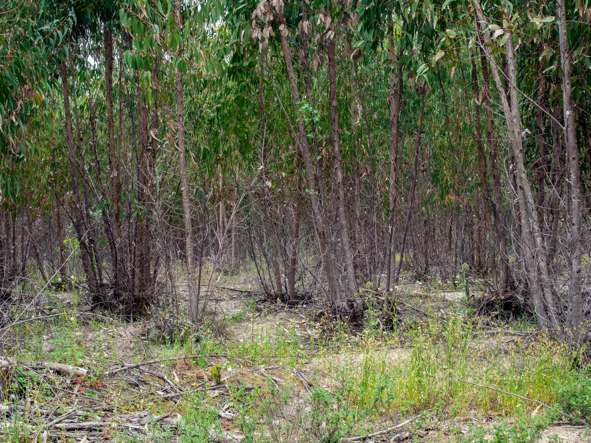 Governo quer cobrar IMI mais elevado em terrenos sem uso