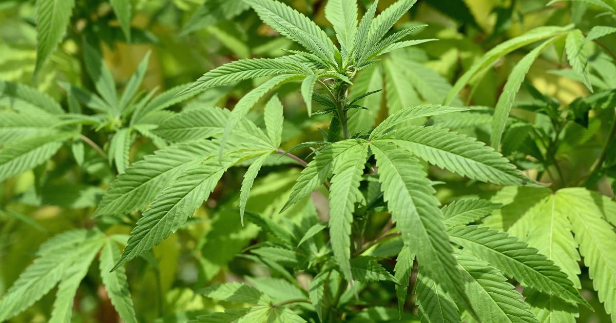 Dinheiro suíço para energia solar acabou investido no cultivo de canábis em Portugal