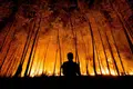 Incêndios de Pedrógão. Governo recusa pagar defesa dos Comandantes da Proteção Civil