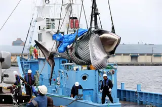 Uma baleia-anã morta em águas nipónicas, içada no porto de Kushiro, Hokkaido, no primeiro dia do reinício da pesca comercial no Japão <span class="creditofoto">Foto EPA/JIJI PRESS</span>