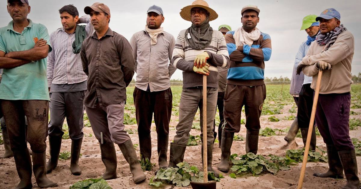 Mais de metade dos trabalhadores da agricultura já são estrangeiros