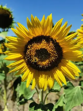 Girassol - @ritandtheworld 