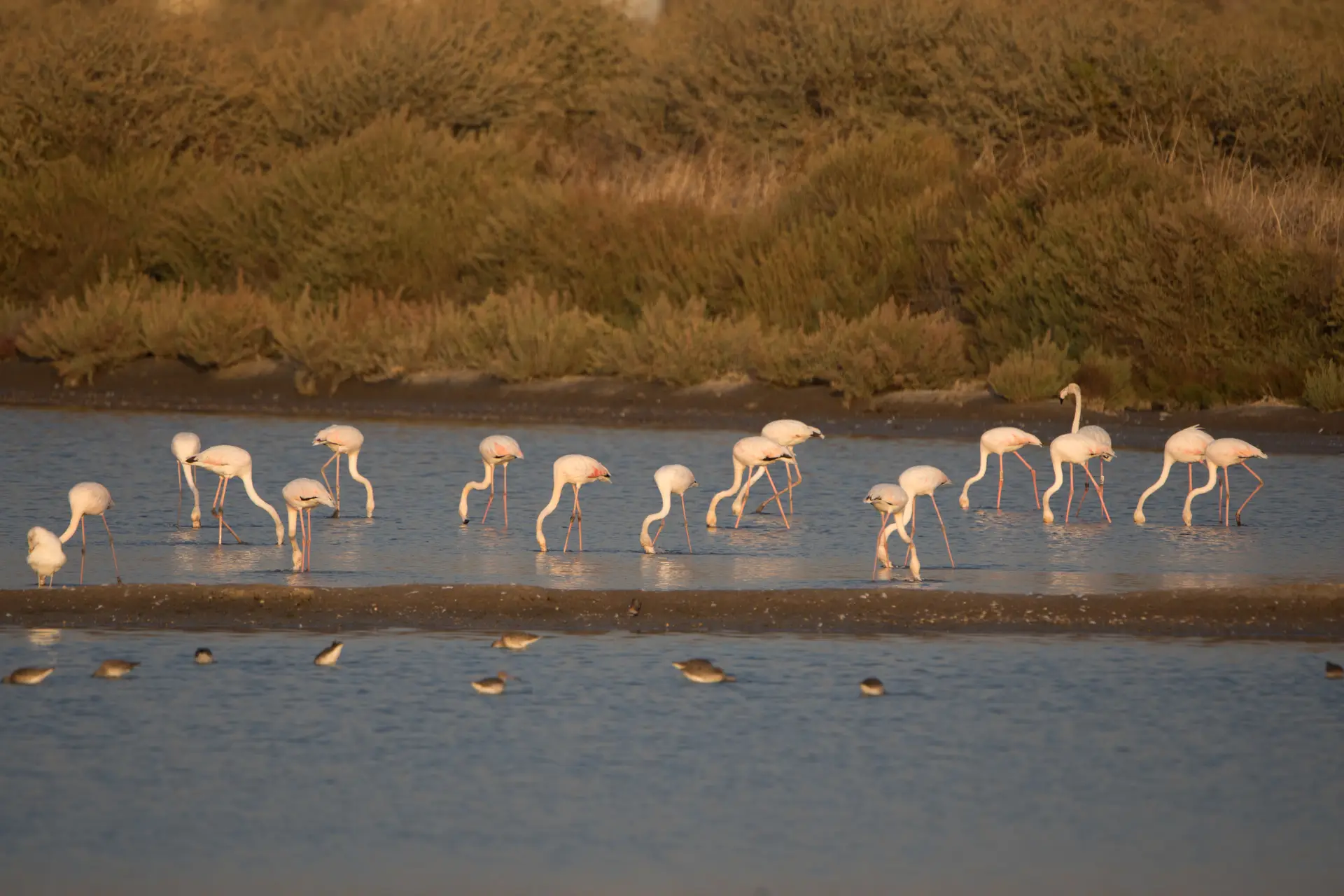 Ambientalista: Um estuário onde há milhares de aves é um dos sítios mais improváveis para instalar um aeroporto