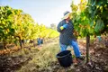 Um dia no Alentejo, a provar vinhos e também nas vindimas