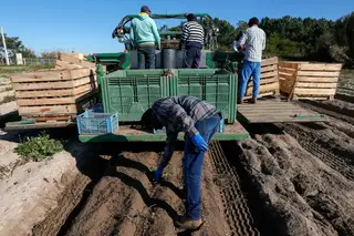 A agricultura é um dos sectores de atividade em Portugal onde o rácio entre o salário mínimo e a remuneração regular média por trabalhadores é mais elevado, chegando quase aos 90%