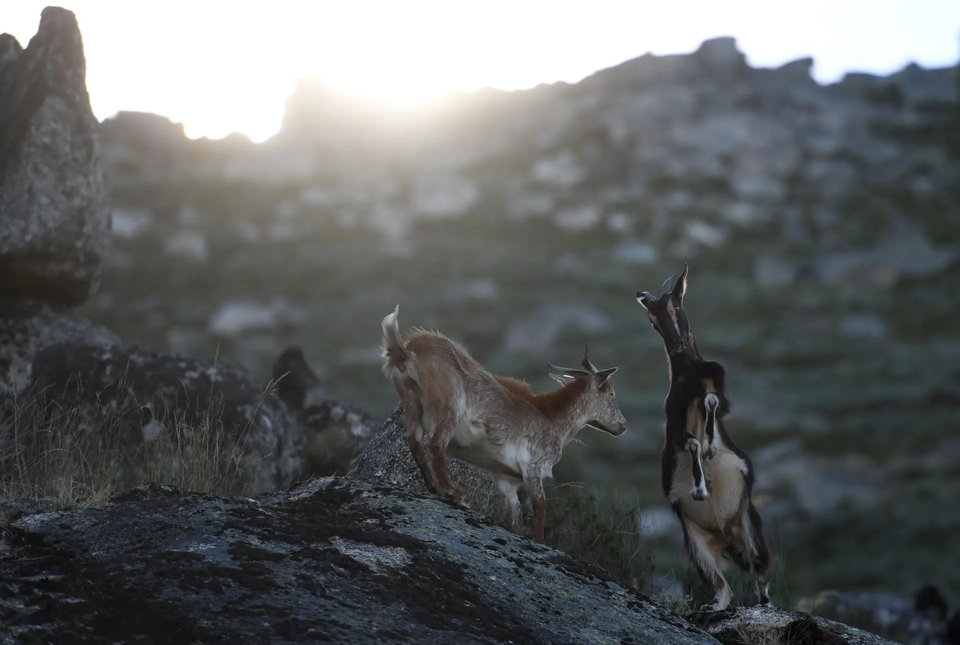 Cabras sapadoras que ajudam no combate aos incêndios em Portugal chegam ao “New York Times”