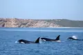 Orcas avistadas no Algarve são residentes sazonais. Marcelo promulgou com gralha: citou acórdão que não existe. Sombra de Salazar está de volta a Santa Comba Dão