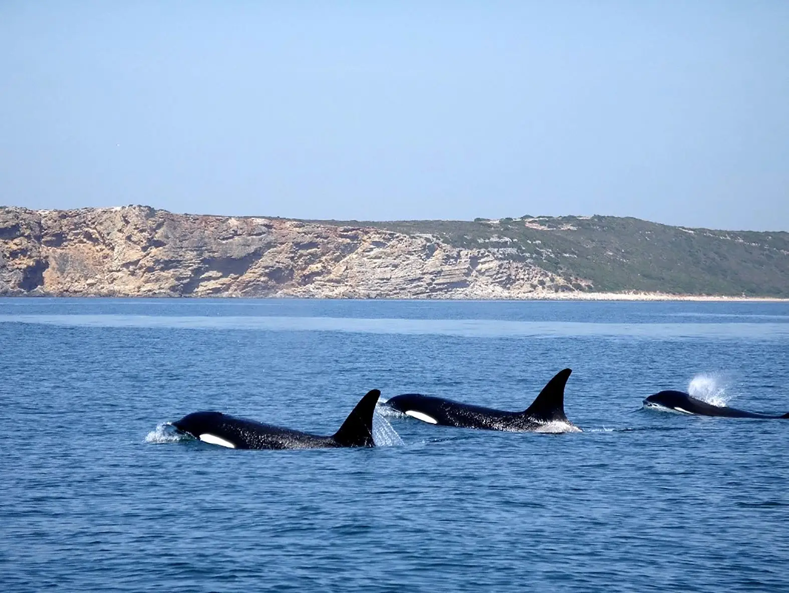 Grupo de orcas avistado ao largo de Sagres na primavera. Destacam-se pela grande barbatana dorsal e pela mancha branca e podem medir até 10 metros e pesar 10 toneladas