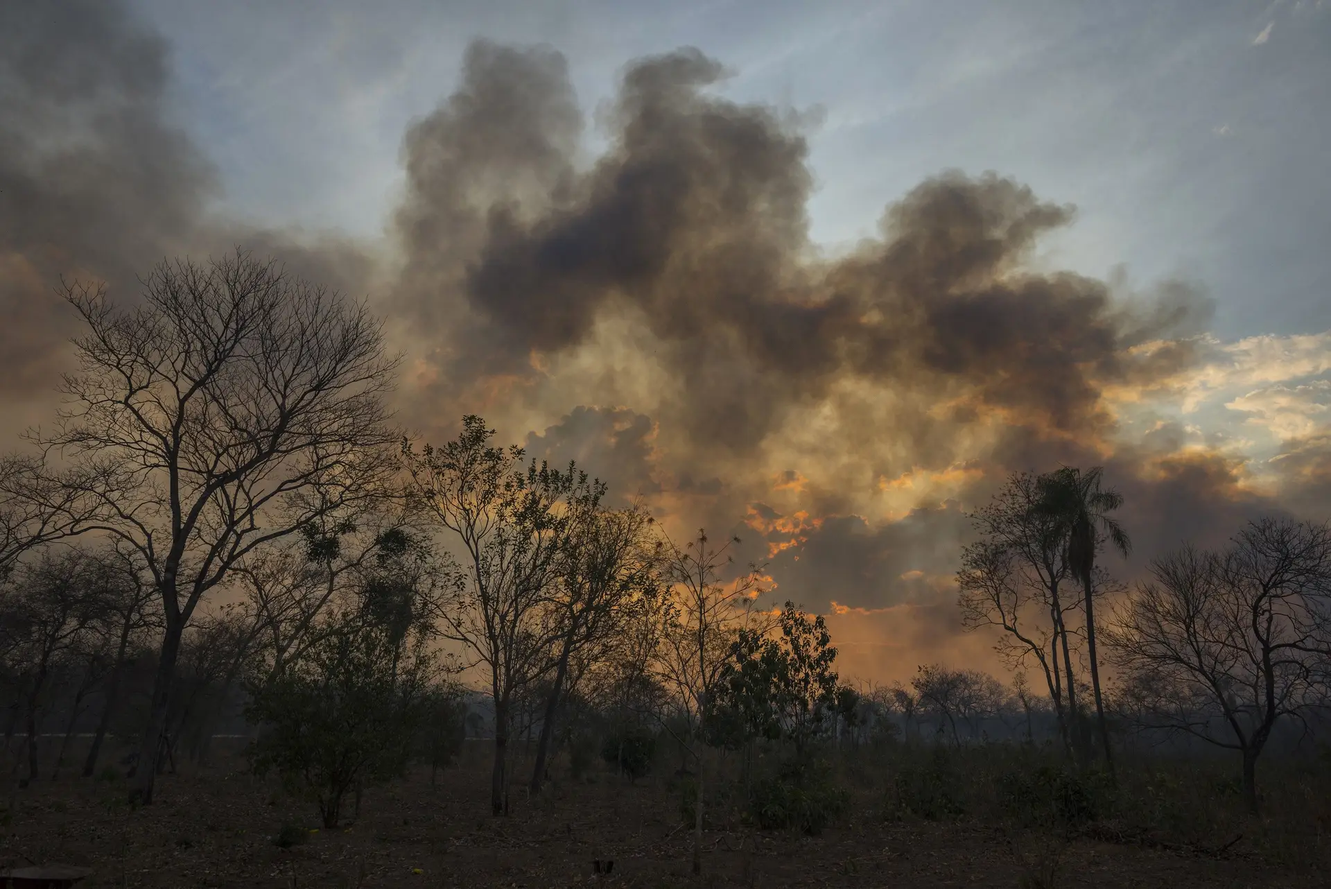 De Angola à Sibéria. O que arde no mundo além da Amazónia?