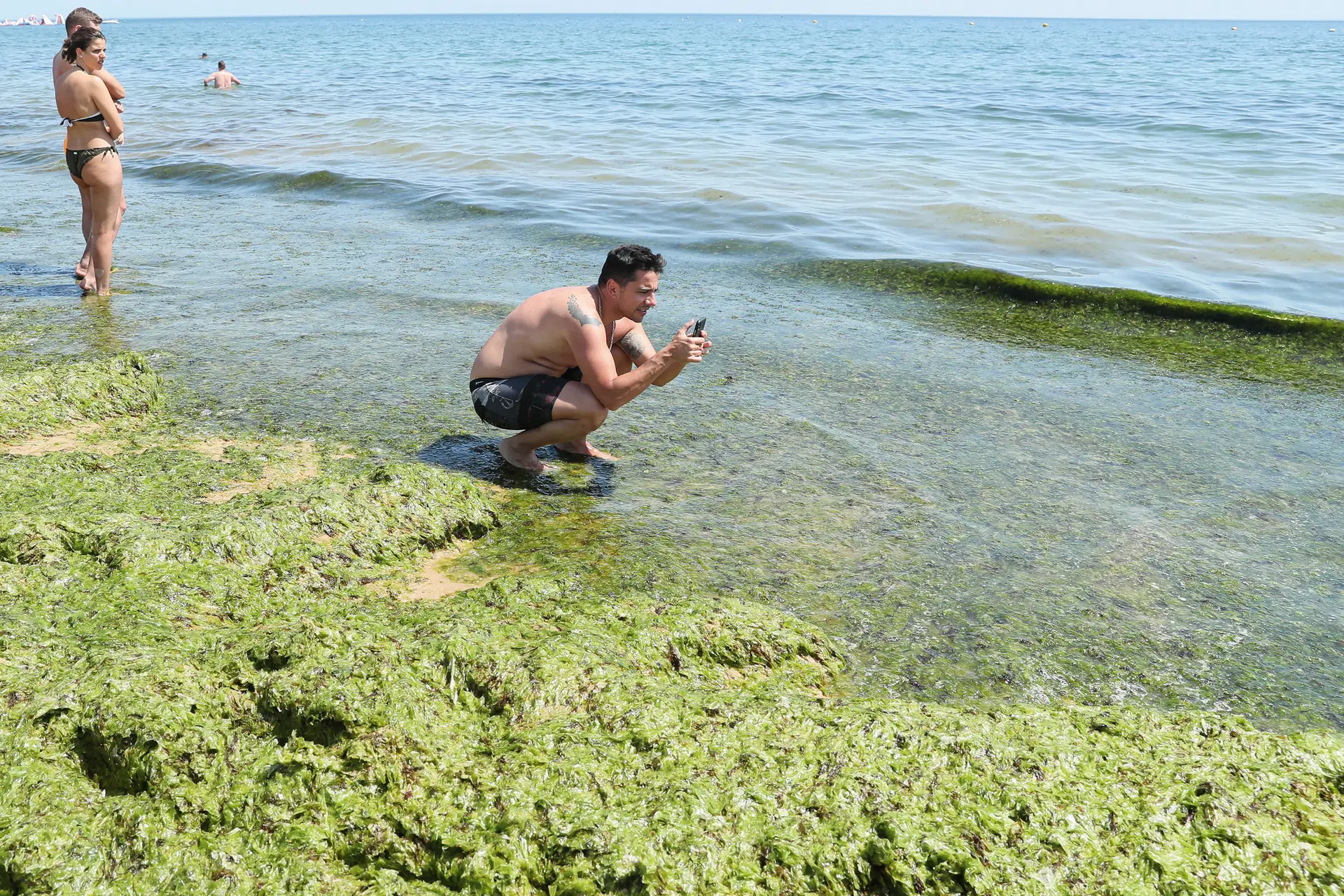 Está preocupado com a acumulação de algas nas praias do Algarve? Não esteja, é “um fenómeno natural”