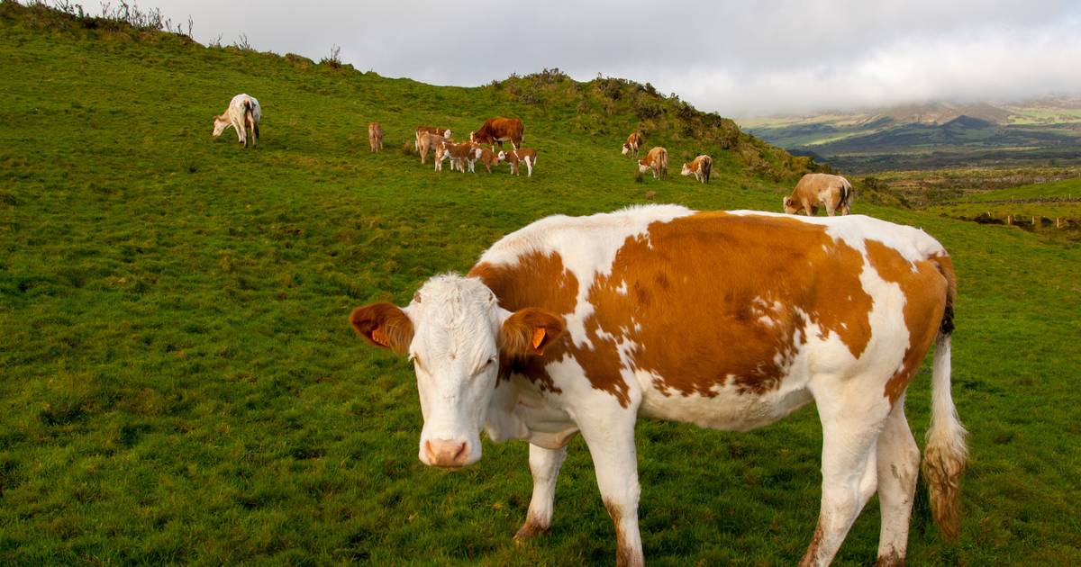 Primeiro leite biológico produzido nos Açores em risco de deixar de ser produzido