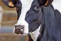 Faz sentido proibir a carne de vaca na cantina?