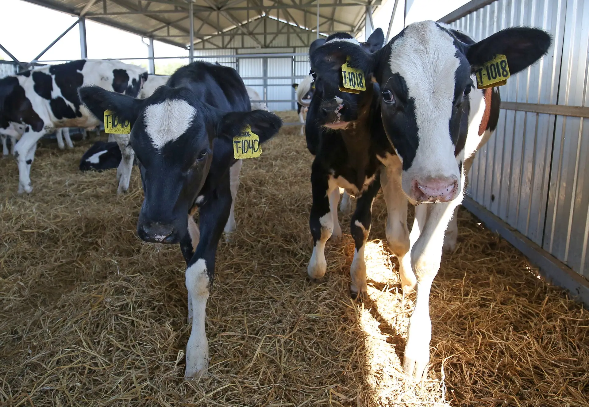 Agricultores do Baixo Alentejo indignados com decisão do reitor de Coimbra sobre carne de vaca