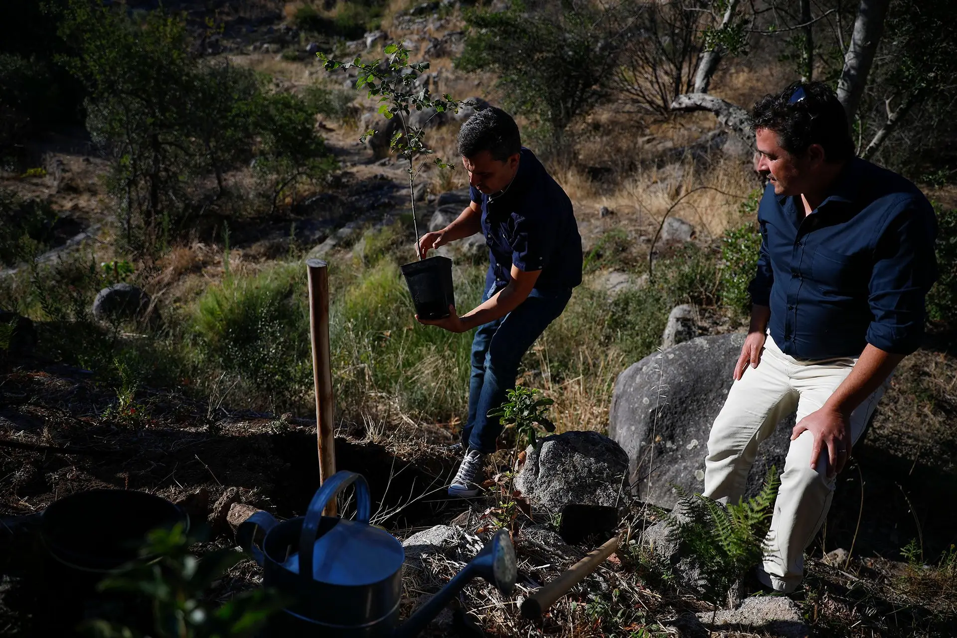PAN. Plantar uma árvore no que resta da serra