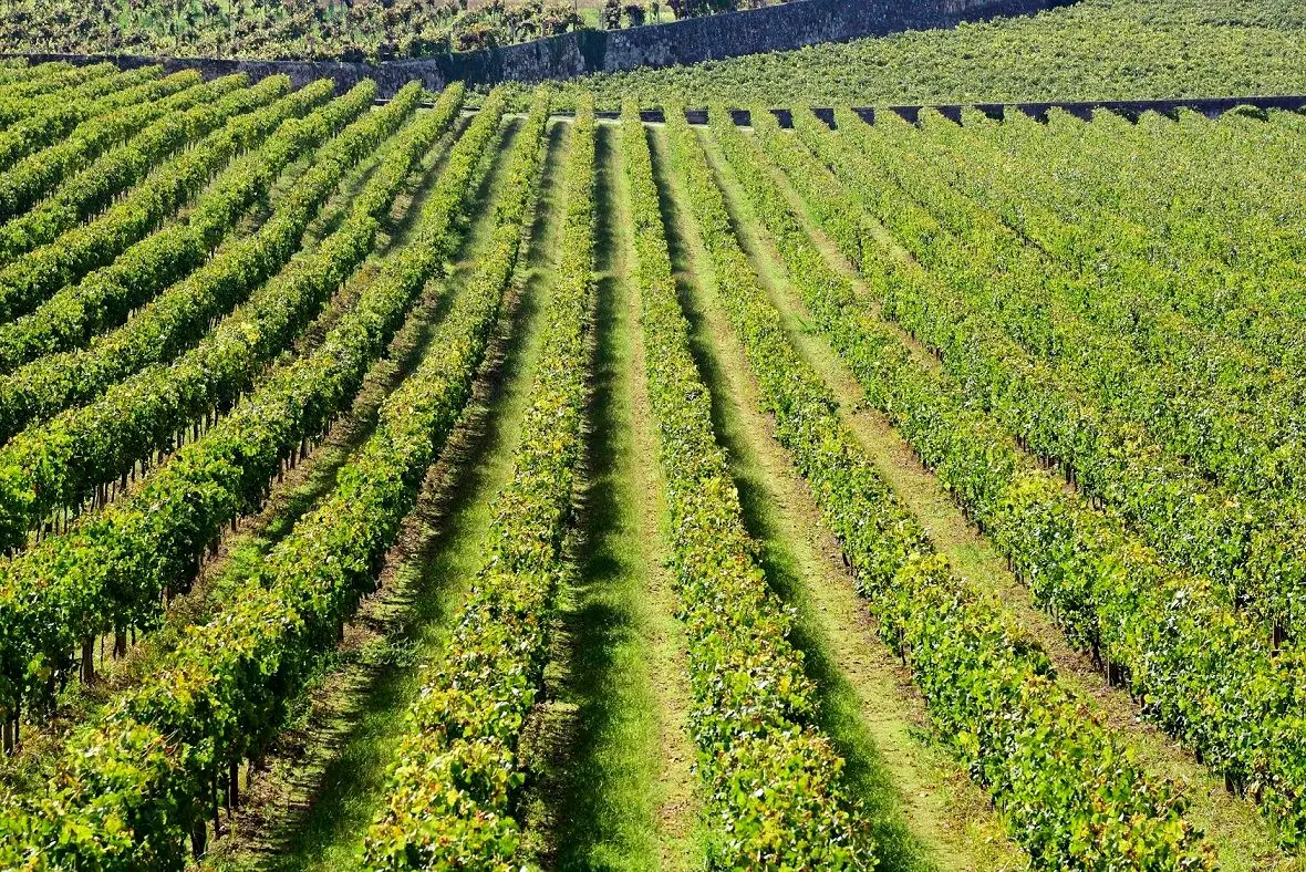 Symington entram na Região Demarcada dos Vinhos Verdes