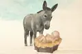 O burro do presépio e todos os outros