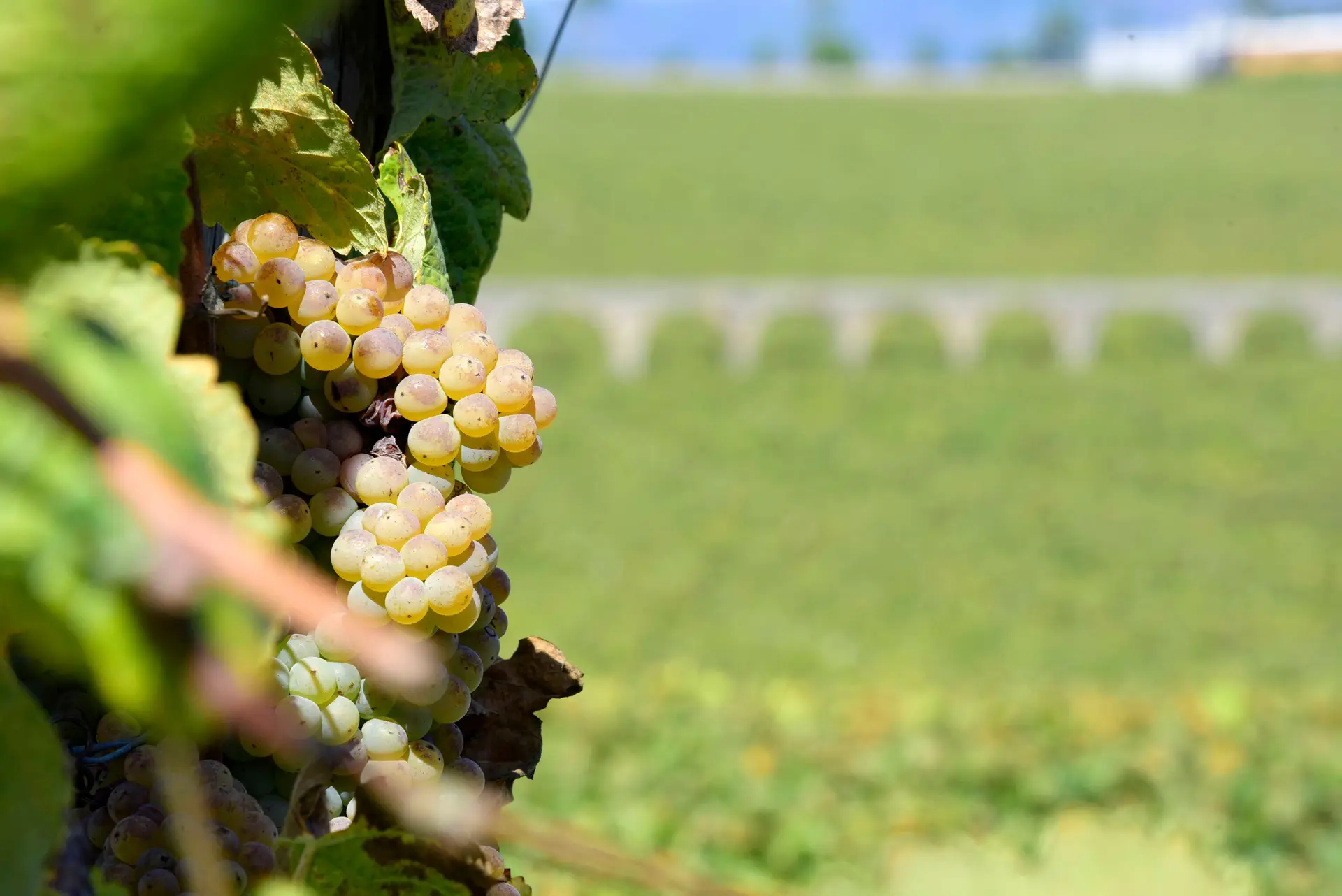 Vinho. Portugal é o 4.º maior produtor da Europa