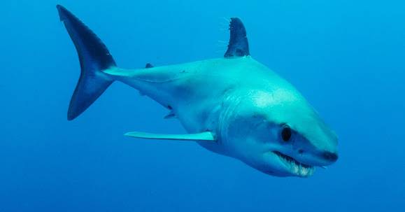 Nadar com golfinhos não a protegeu. Adolescente é morta em ataque de tubarão na Austrália