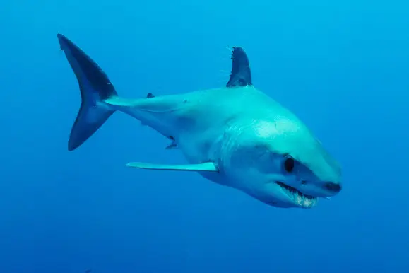 O tubarão-anequim, o mais rápido dos tubarões do Atlântico está em perigo