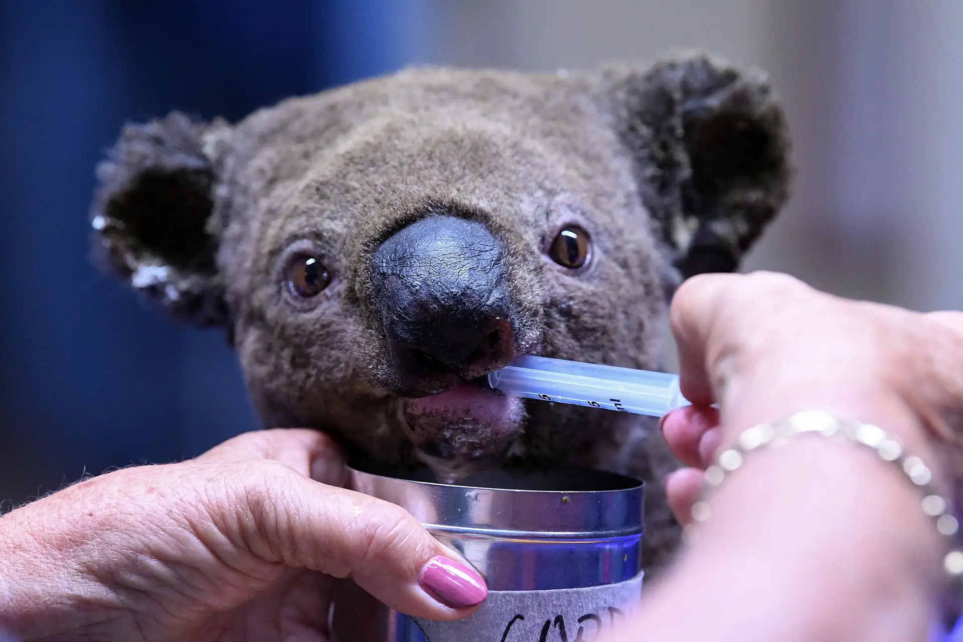 Koalas em vias de extinção na Austrália