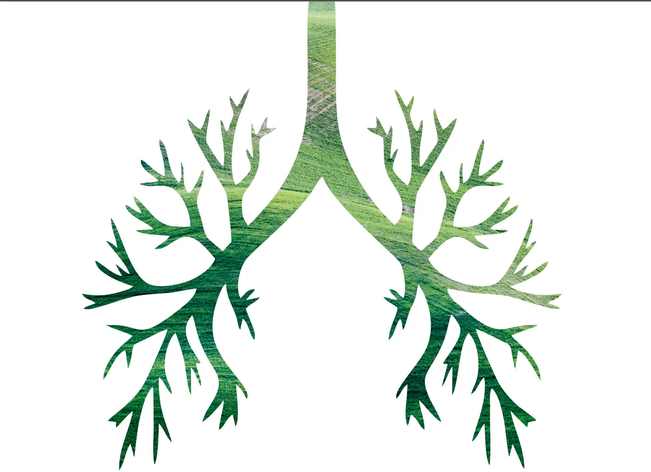 Expresso O Impacto Do Ambiente Nos Pulmoes E Vice Versa