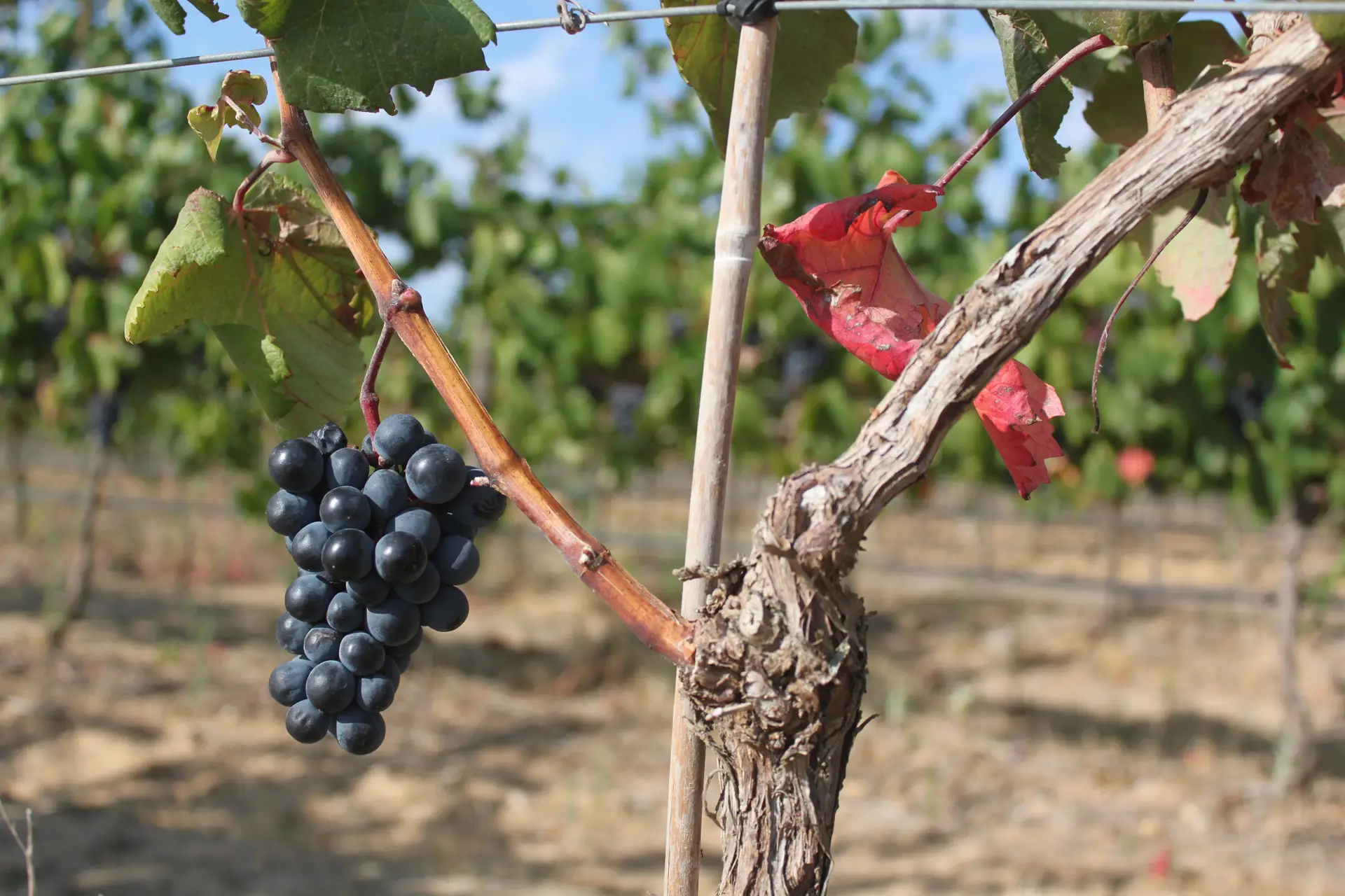 Vinho português: 2019 traz mais um recorde nas exportações
