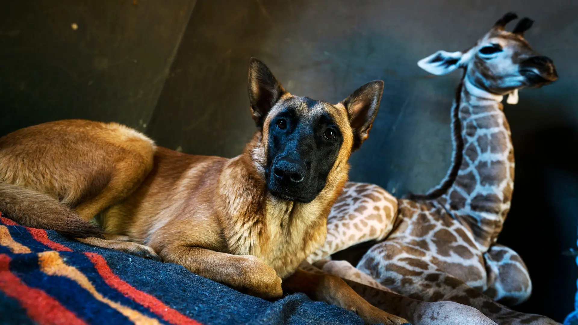 Uma girafa bebé, o cão que a adotou e um amor sem limites. A explicação pode estar num gene