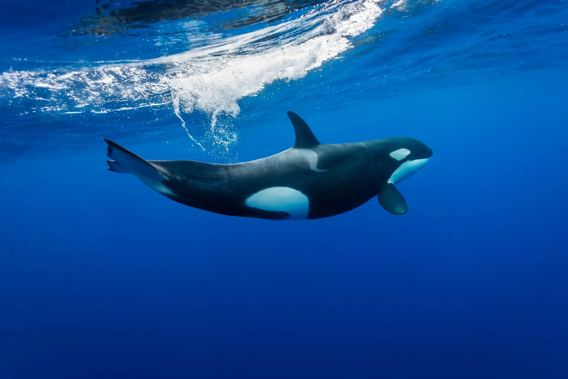 Em três anos, houve 142 incidentes entre orcas e veleiros na costa portuguesa. Velejadores e autoridades nacionais procuram soluções
