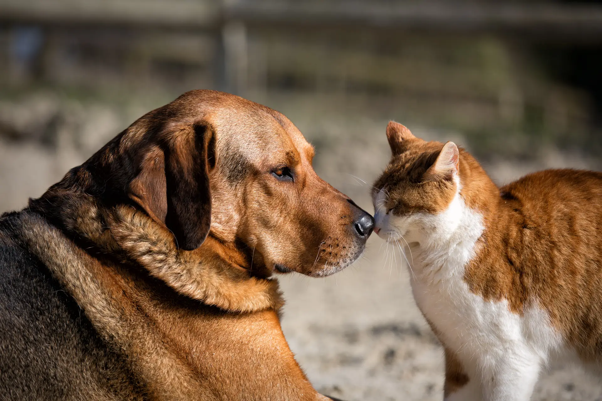 Covid-19. Animais de estimação também são infetados