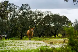  <span class="arranque">Raças</span> Nesta herdade alentejana, são as raças ancestrais que mandam. Vão da vaca barrosã ao porco preto ou às galinhas portuguesas, mas também às ovelhas aos burros e aos cavalos