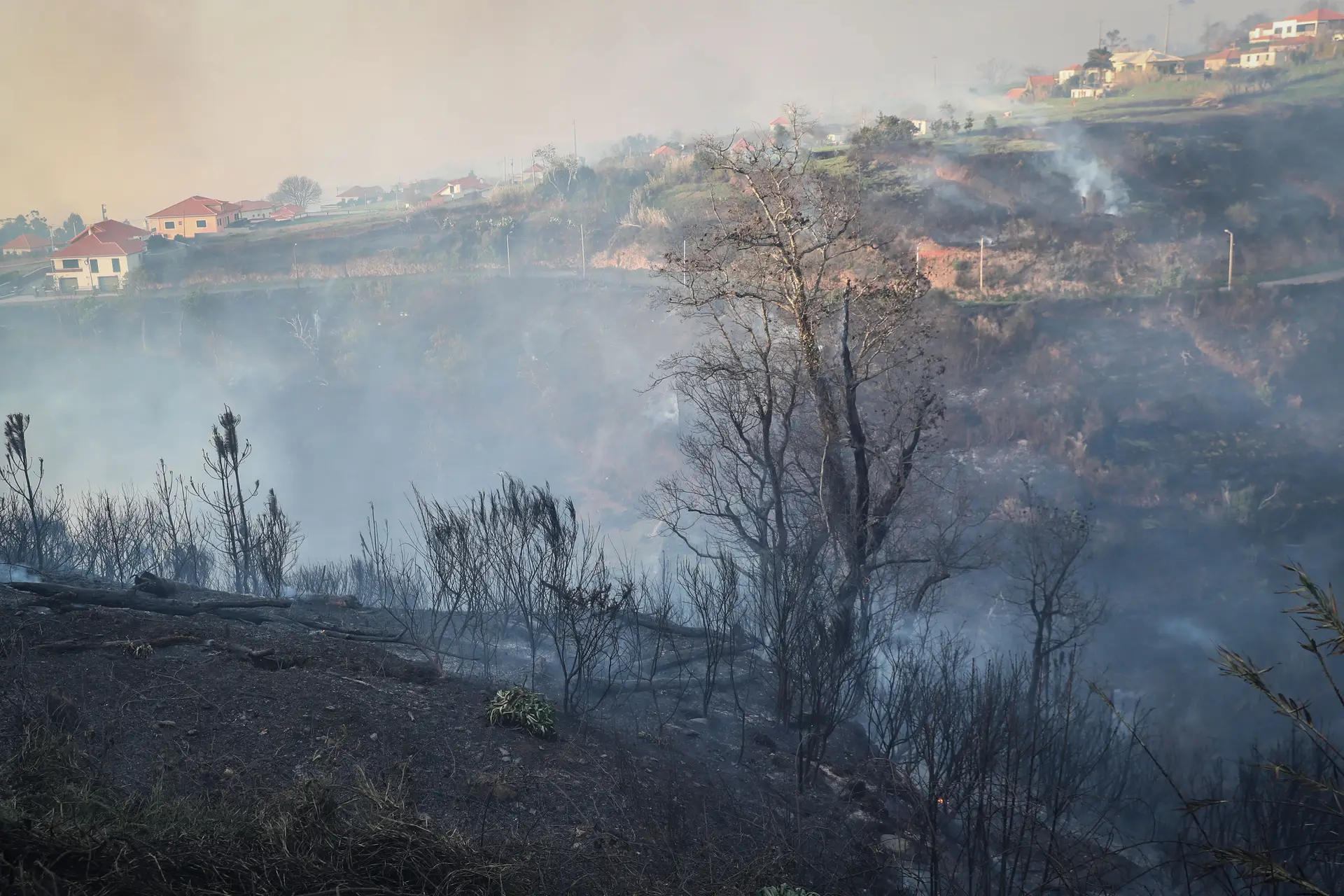 Incêndios: investigador da UTAD cria "vigilante florestal" para deteção de fogos