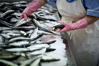 Hoje há sardinha. Medo de ir ao mercado, ao restaurante e proibição dos santos populares assustam pescadores
