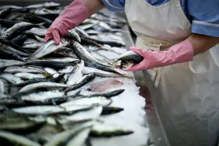 Hoje há sardinha. Medo de ir ao mercado, ao restaurante e proibição dos santos populares assustam pescadores