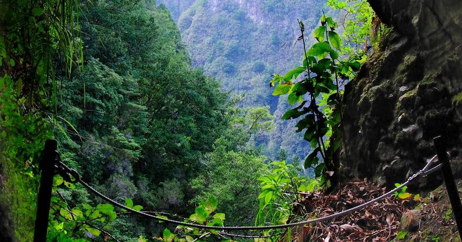 Mais de uma em cada três árvores e 28% das espécies animais e vegetais avaliadas estão em risco de extinção. O ouriço é um deles.