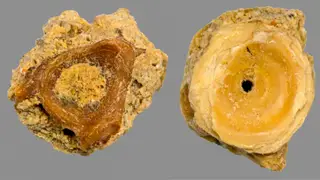 Conchas de lapa (Patella vulgata) encontradas da gruta da Figueira Brava, no Portinho da Arrábida <span class="creditofoto">Foto João Zilhão/UNIARQ</span>