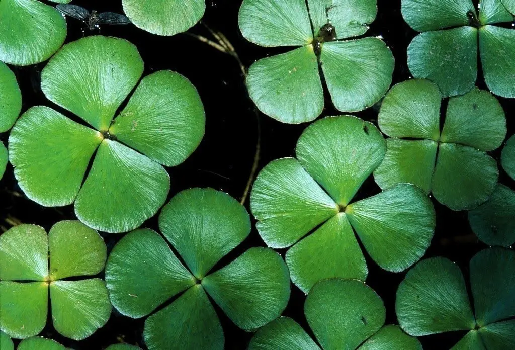 Marsilea quadrifolia, feto aquático conhecido como trevo-de-quatro-folhas existia na foz do rio Corgo, em Trás-os-Montes, mas não é avistado desde 2014