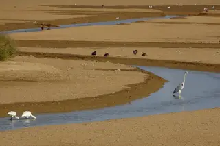 #dia 24. Depois de derrotarmos o coronavírus, vou fotografar aves na lagoa dos Salgados